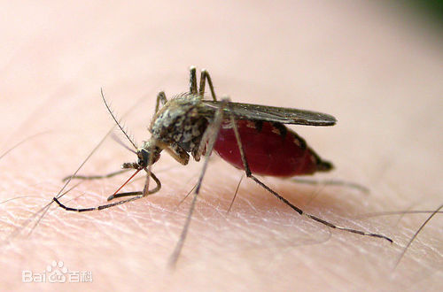 如何预防蚊子叮咬